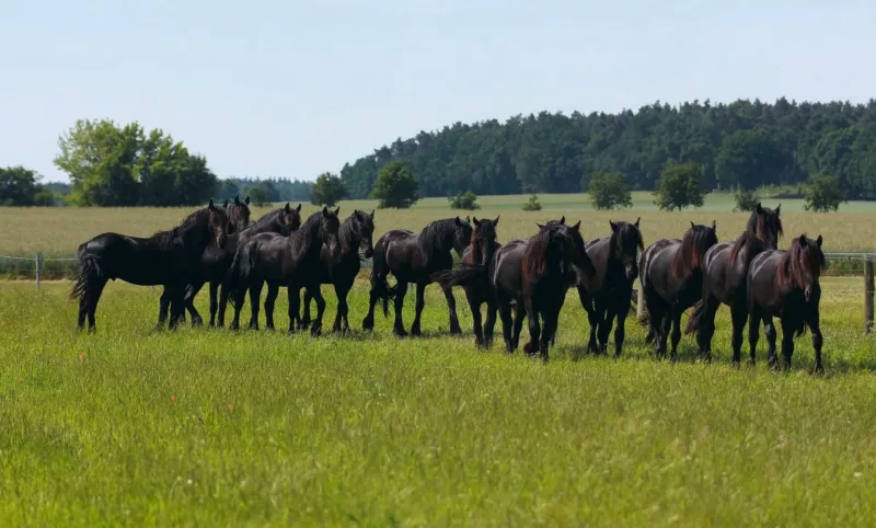 Cheval frison noir au galop sur un pré enneigé.