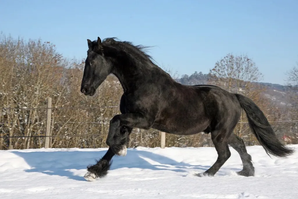 Cheval frison noir au galop sur un pré enneigé.