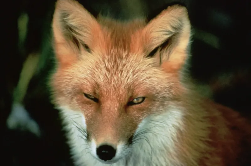 Renard roux au pelage orange avançant dans la neige épaisse.
