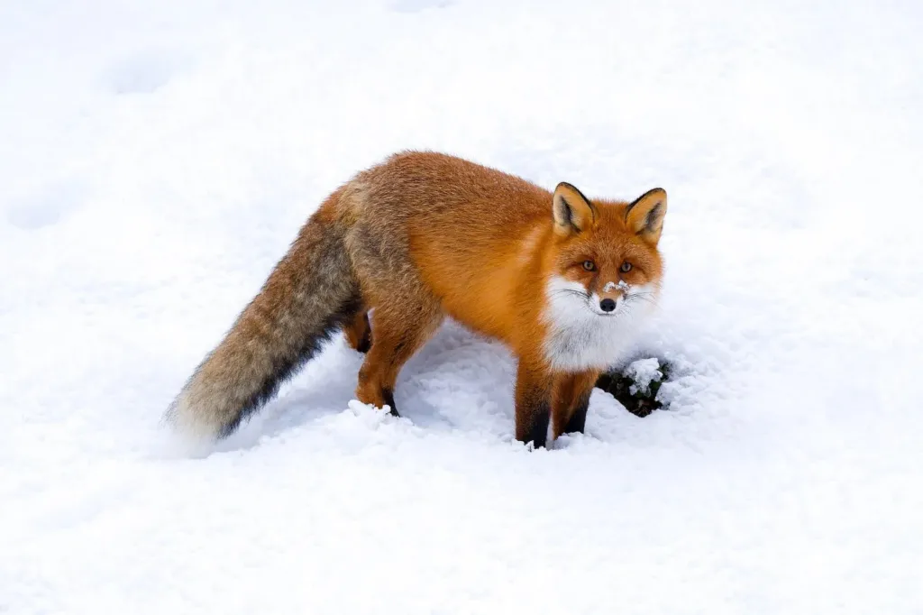 Renard roux au pelage orange avançant dans la neige épaisse.